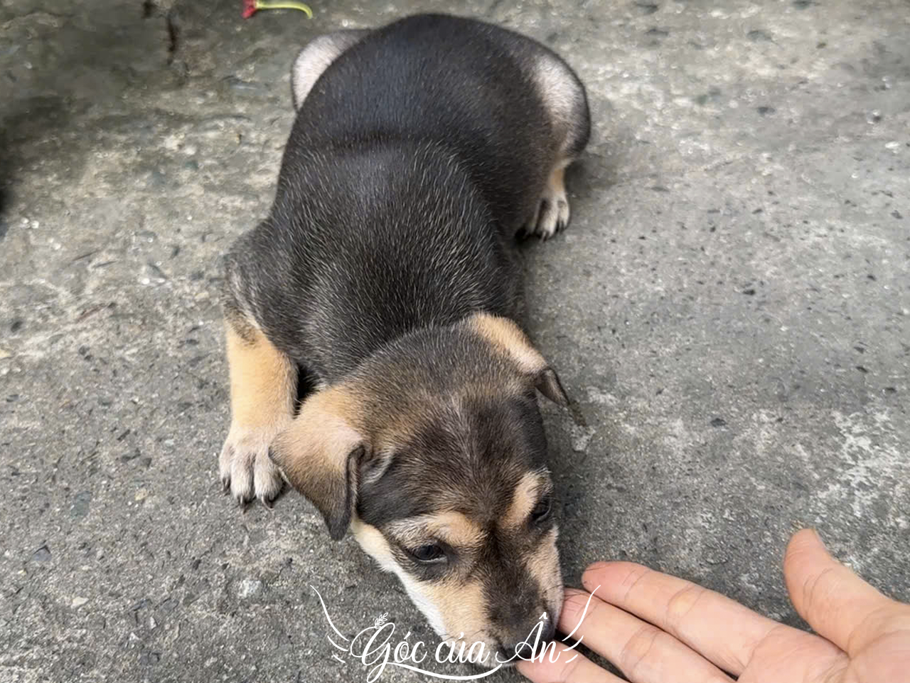 Hai Vị Khách Nhỏ Ở Tiệm Cà Phê